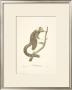 Monkeys: L'ouistiti by Jean-Baptiste Audebert Limited Edition Pricing Art Print