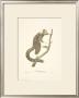 Monkeys: L'ouistiti by Jean-Baptiste Audebert Limited Edition Print