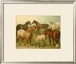 Horse Breeds Ii by Emil Volkers Limited Edition Print