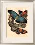 Butterflies I by E. A. Seguy Limited Edition Pricing Art Print