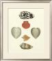 Knorr Shells Iii by George Wolfgang Knorr Limited Edition Print