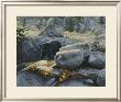 Boulder Bruin by Stephen Lyman Limited Edition Print