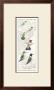 Ruby Throated Hummingbird by David Sibley Limited Edition Print