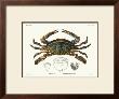 Crustacean Ii by Pierre Siebold Limited Edition Pricing Art Print