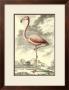 Antique Flamingo by J.E. Deseve Limited Edition Print