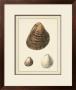 Antique Shells Ii by Denis Diderot Limited Edition Print