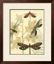 Graphic Dragonflies In Nature I by Megan Meagher Limited Edition Pricing Art Print