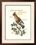 Traditional Shaw Bird Ii by George Shaw Limited Edition Print