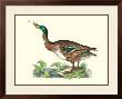 Wild Duck by Prideaux John Selby Limited Edition Print