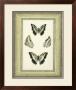 Papilio Collection Ii by Lebrun Limited Edition Print