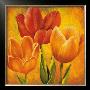 Orange Tulips I by David Pedersen Limited Edition Pricing Art Print