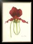 Majestic Orchid I by Jennifer Goldberger Limited Edition Pricing Art Print
