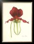 Majestic Orchid I by Jennifer Goldberger Limited Edition Print