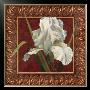 Iris In Red And Gold by T. C. Chiu Limited Edition Pricing Art Print