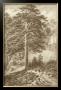 Sepia Wild Pine by Ernst Heyn Limited Edition Pricing Art Print
