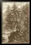 Sepia Larch Tree by Ernst Heyn Limited Edition Print