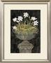 Classical Blooms Ii by Pat Woodworth Limited Edition Print
