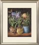 Pots With Narcissus by Milieu Du Ciel Limited Edition Print