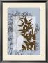 Translucent Wildflowers Vi by Jennifer Goldberger Limited Edition Pricing Art Print