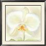 Orchid Beauty by Annemarie Peter-Jaumann Limited Edition Print