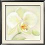 Orchid Poetry by Annemarie Peter-Jaumann Limited Edition Pricing Art Print