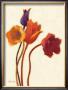 Tulipan Ii by Shirley Novak Limited Edition Print