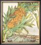 Pineapple With Ships by Johann Christof Volckamer Limited Edition Pricing Art Print