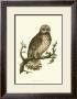 Owls Ii by Nozeman Limited Edition Pricing Art Print