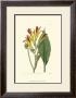 Antique Canna I by Van Houtt Limited Edition Print