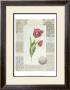 Victorian Tulip Ii by Gillian Fullard Limited Edition Print