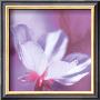 Purple And Pink Flower by Prades Fabregat Limited Edition Print