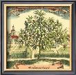 Rosemary by Theodor De Bry Limited Edition Pricing Art Print