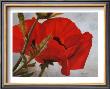 The Red Poppy by Heinz Scholnhammer Limited Edition Pricing Art Print