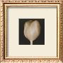 Tulip by Melissa Springer Limited Edition Pricing Art Print