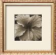 White Flower by Nelson Figueredo Limited Edition Print