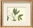 Naturalist Study I by A. Bell Limited Edition Print
