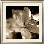 Lily Glow Ii by Malcolm Sanders Limited Edition Pricing Art Print