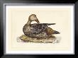 Duck Iv by John Selby Limited Edition Print