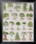 The Tree Teaching Chart by Deyrolle Limited Edition Pricing Art Print