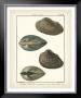 Arche Shells, Pl.306 by Denis Diderot Limited Edition Pricing Art Print