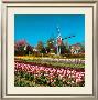 Lisse, Holland by Stuart Black Limited Edition Print