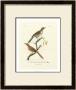 Antique French Birds I by Francois Langlois Limited Edition Print