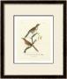 Antique French Birds I by Francois Langlois Limited Edition Pricing Art Print