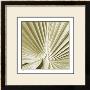 Palm Study Iii by Studio El Collection Limited Edition Print
