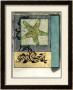 Starfish Composition I by Jennifer Goldberger Limited Edition Pricing Art Print