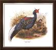 Swinhoe's Pheasant by Wolf & Smit Limited Edition Print