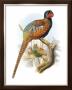 Pheasant by Joseph Wolf Limited Edition Pricing Art Print