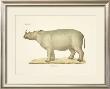 Rhinoceros by Georg August Goldfuss Limited Edition Print