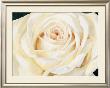 Eleganza by S. Re Limited Edition Print