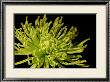 Fuji Mum I by Renee Stramel Limited Edition Pricing Art Print